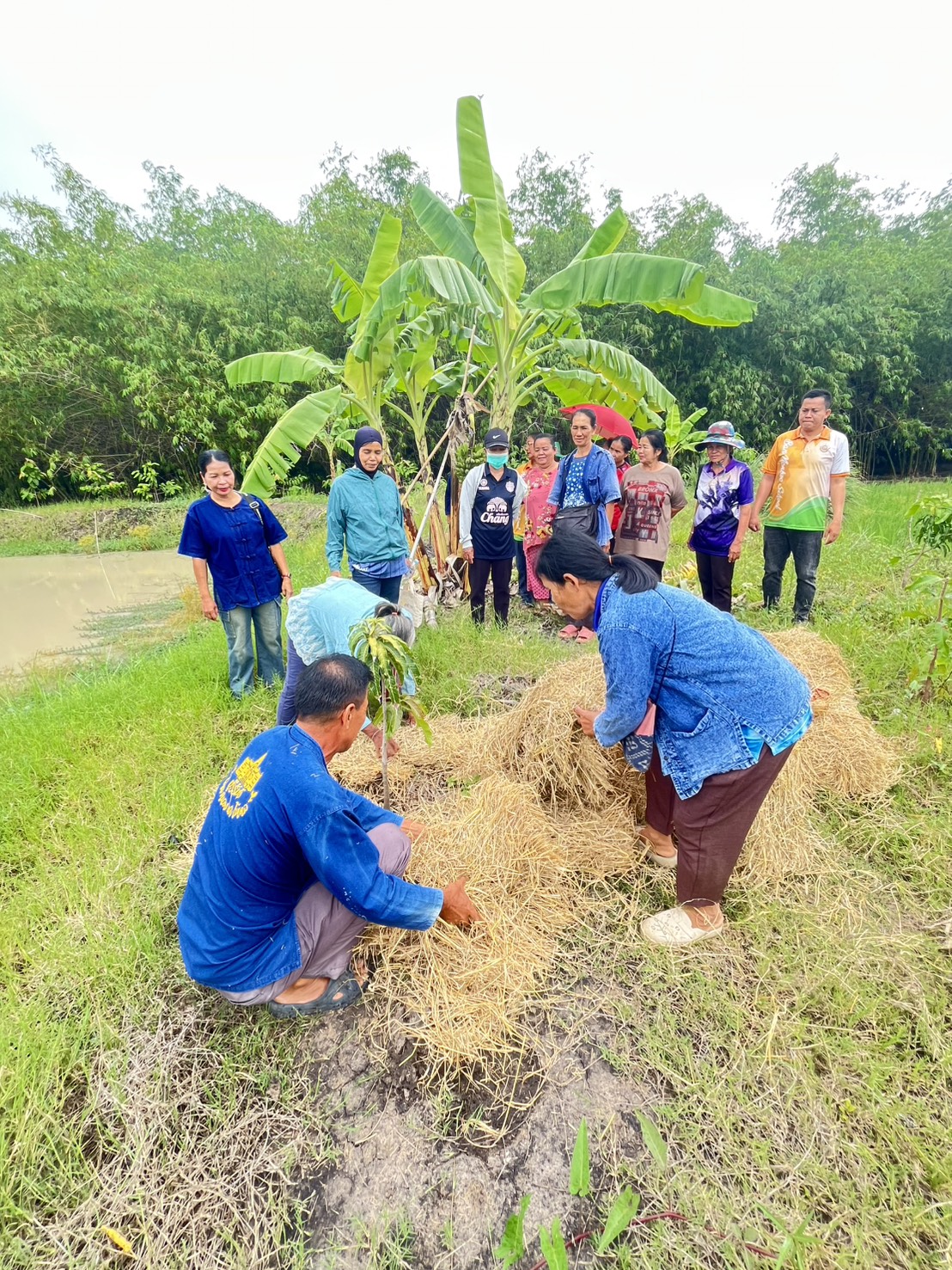 จังหวัดบุรีรัมย์- GROWTH Team Satuek+ - สพอ.สตึก  ดำเนินกิจกรรมเอามื้อสามัคคี โคก หนอง นา พช. แปลงนางสาวกนกกาญจน์ รุ่งแจ้ง บ้านโนนค้อ หมู่ที่ 8 ตำบลสะแก อำเภอสตึก จังหวัดบุรีรัมย์